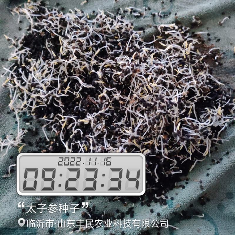 太子参种子