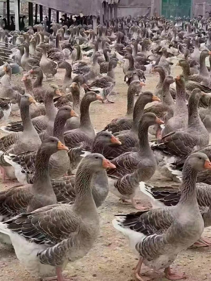 白条鸭