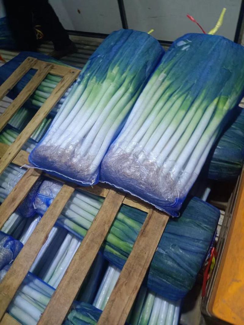 福建漳浦大葱，可以毛葱上车讲究是质量