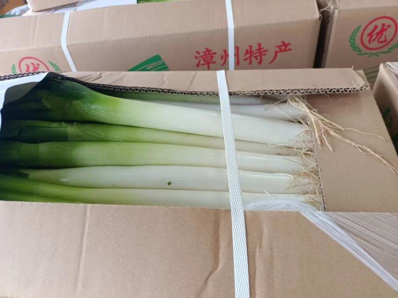 福建漳浦大葱，可以毛葱上车讲究是质量