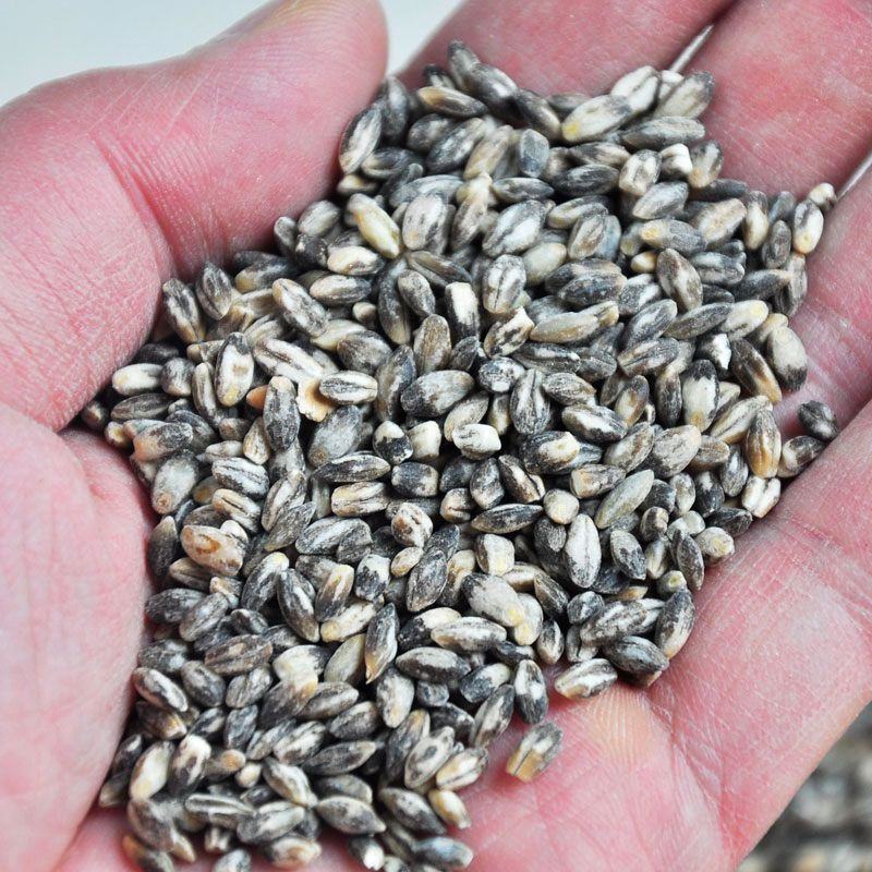 【青海发货】青稞米黑青稞白青稞蓝青稞米青稞米10斤装包邮
