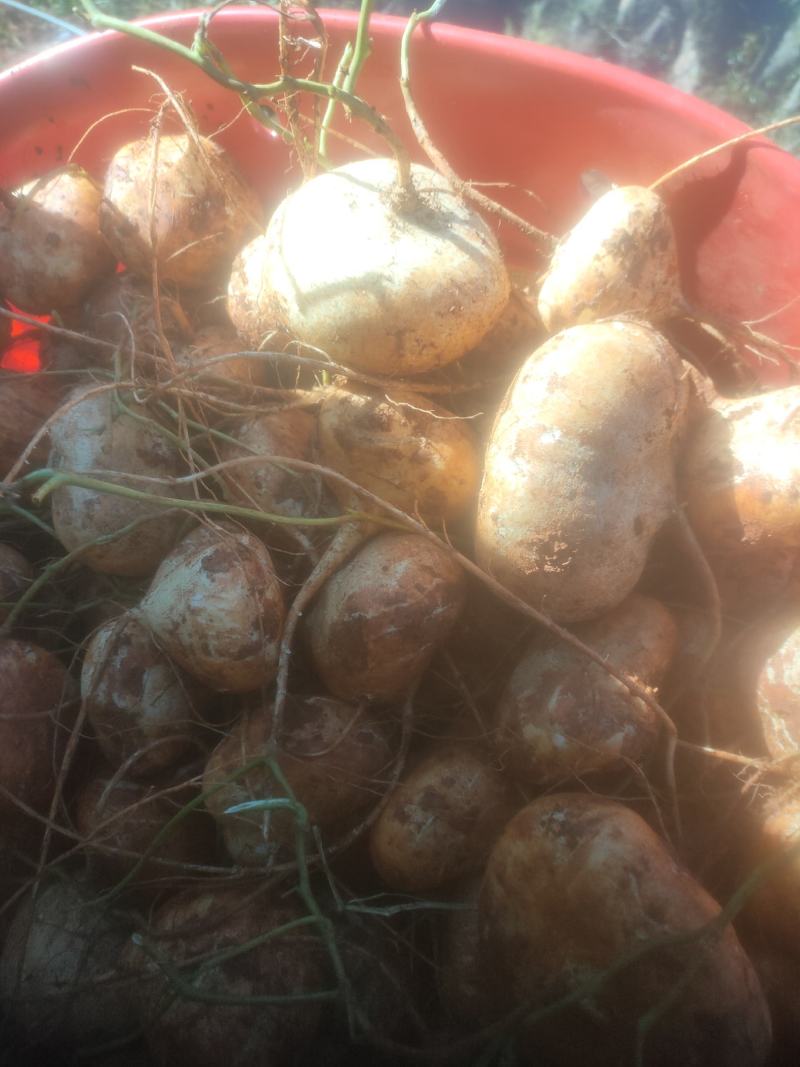 里庄地瓜豆薯
