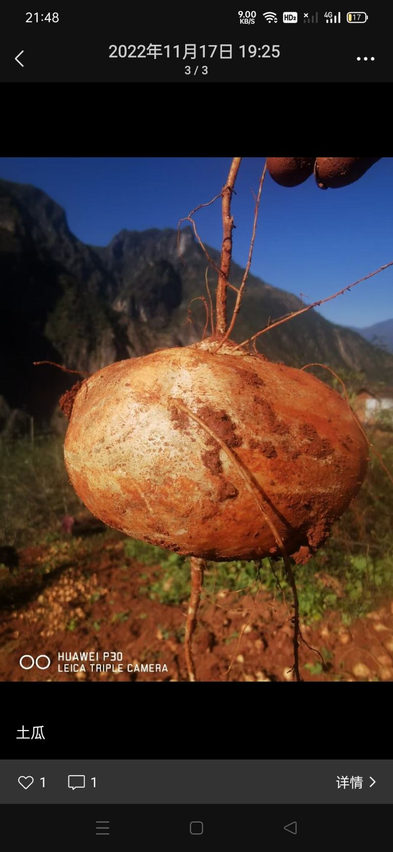 里庄地瓜豆薯