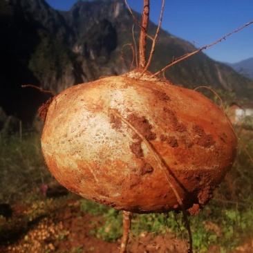 里庄地瓜豆薯