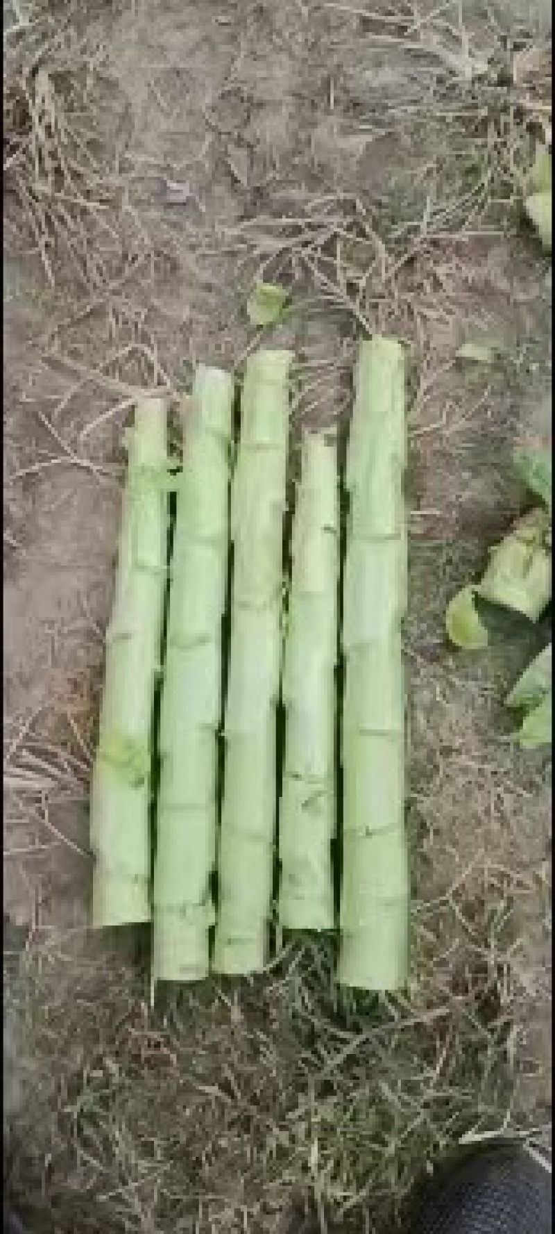 三青莴笋，红尖叶，筒子青，二青，等莴笋批发