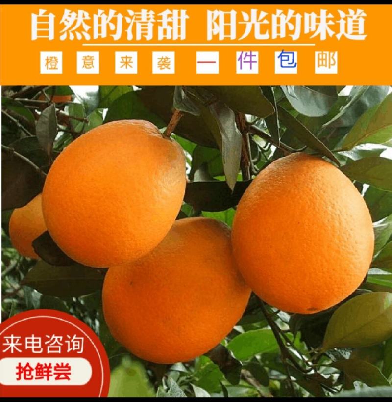 新鲜的赣南脐橙一件代发，送礼，福利，超市供货！