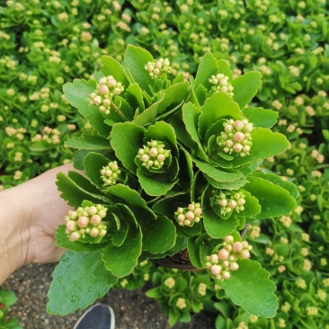 精品长寿花，基地发货，量大