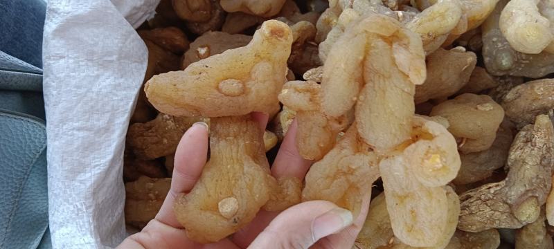黄精，中药材鸡头黄精