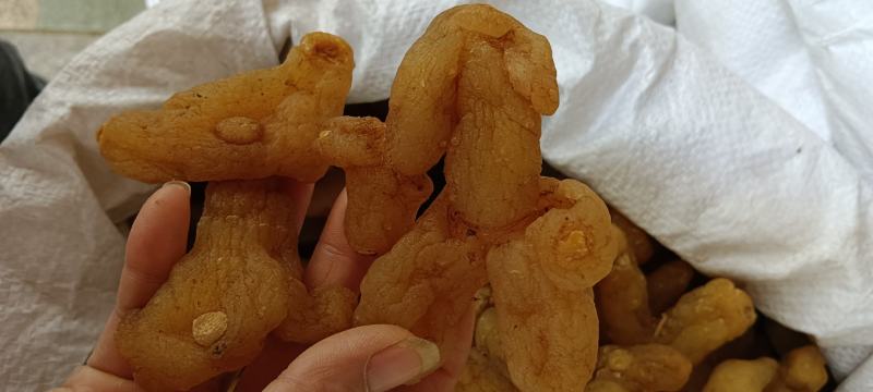 黄精，中药材鸡头黄精