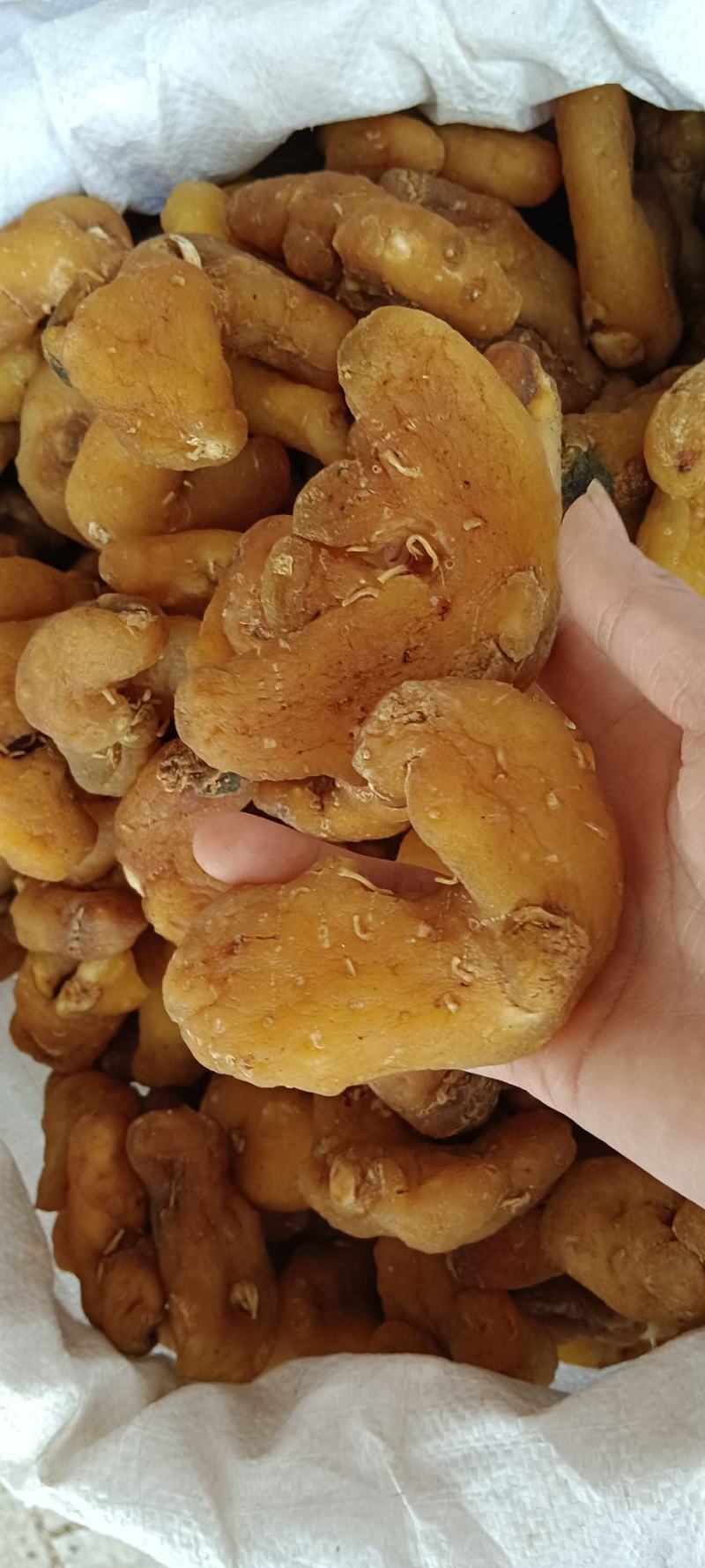 黄精，中药材鸡头黄精