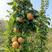 梨树新品种：山农酥梨树苗。晚熟新品种。口感香甜汁多无渣