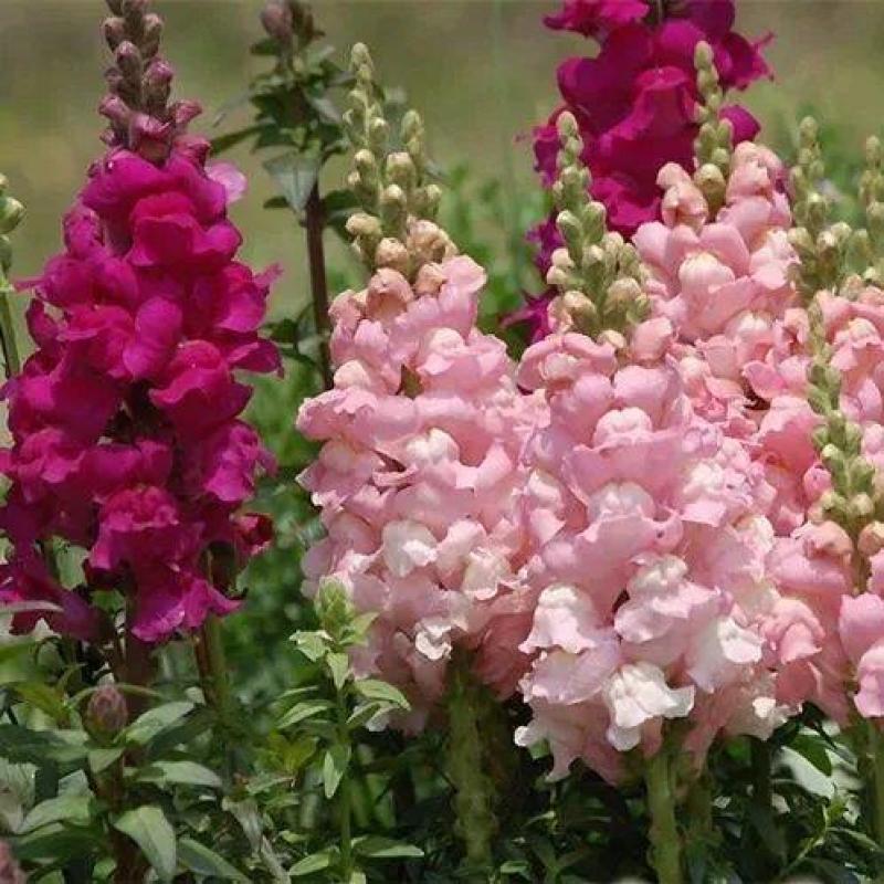 金鱼草种子植物四季花卉草籽庭院阳台多年生耐旱室外植物花草