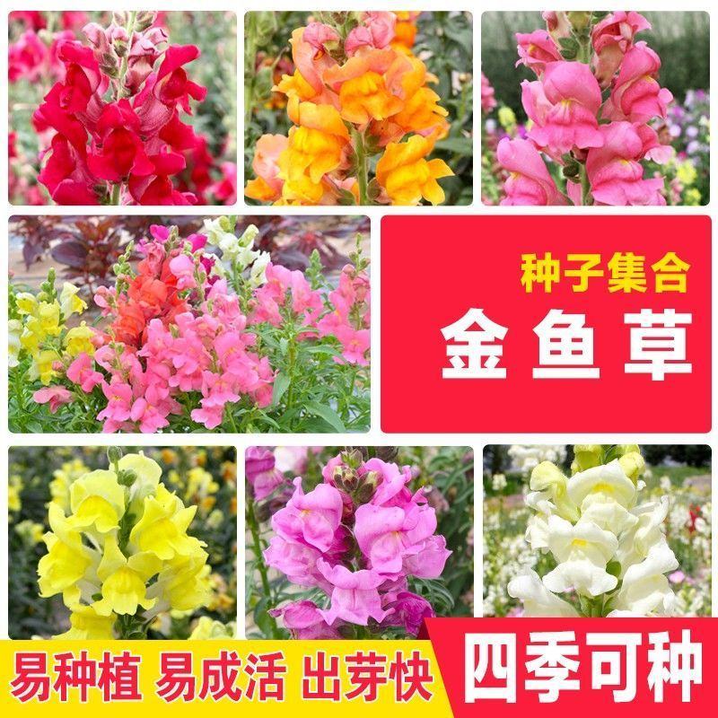 金鱼草种子植物四季花卉草籽庭院阳台多年生耐旱室外植物花草