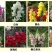 金鱼草种子植物四季花卉草籽庭院阳台多年生耐旱室外植物花草