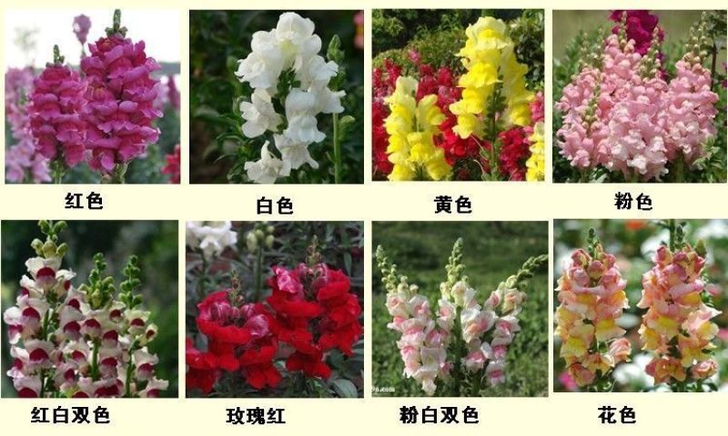 金鱼草种子植物四季花卉草籽庭院阳台多年生耐旱室外植物花草