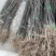 梨树新品种：山农酥梨树苗。晚熟新品种。口感香甜汁多无渣