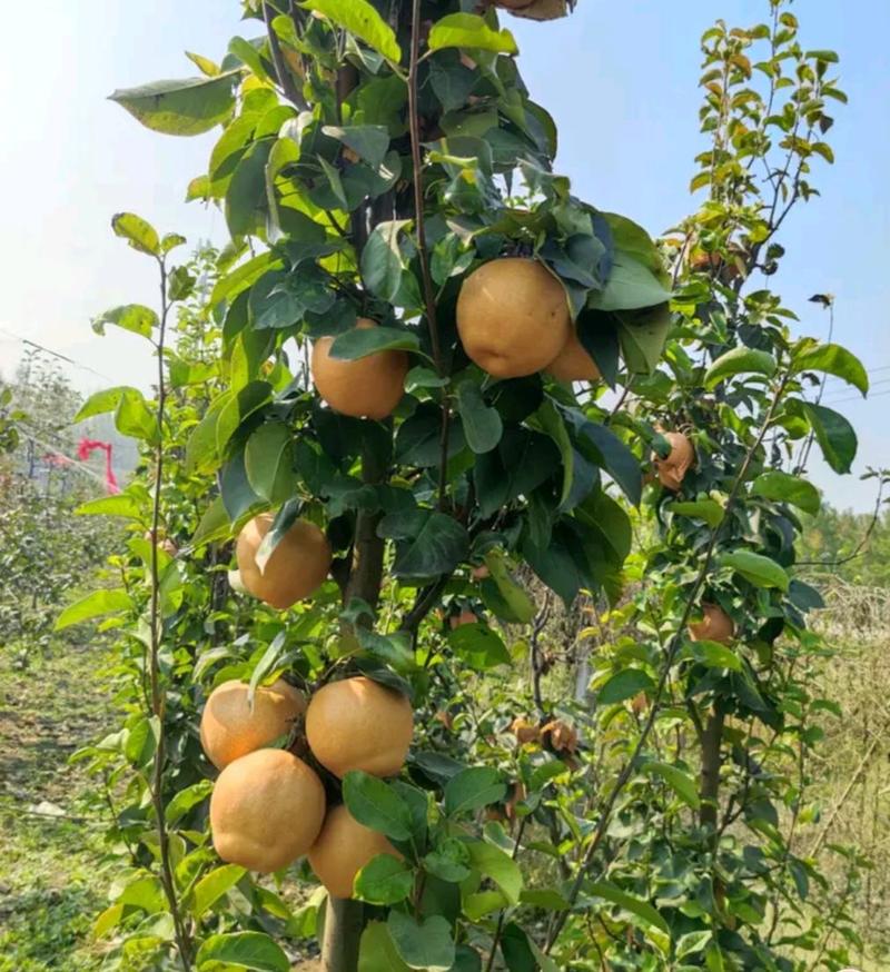梨树新品种：山农酥梨树苗。晚熟新品种。口感香甜汁多无渣