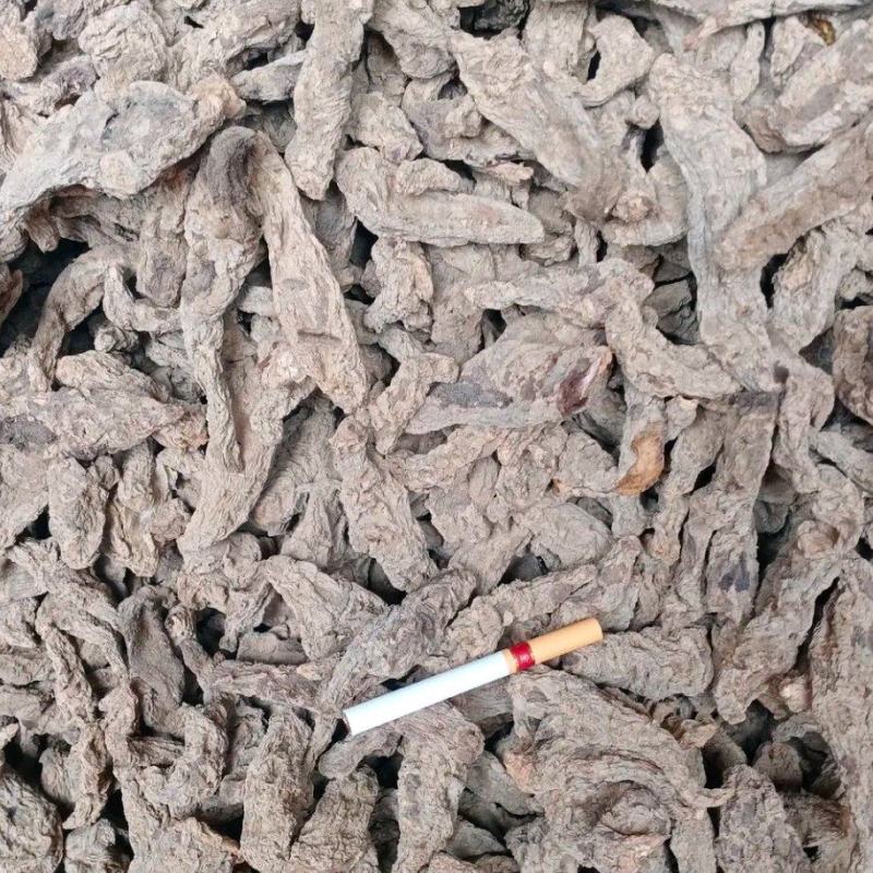 山西运城临猗干湿地黄大量供应中，欢迎有需要的前来选购