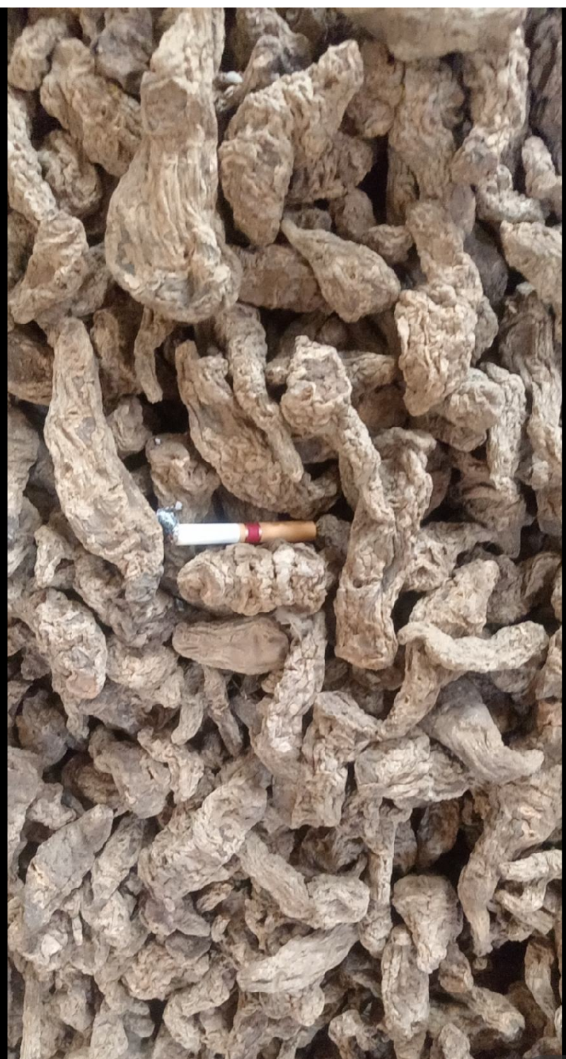 山西运城临猗干湿地黄大量供应中，欢迎有需要的前来选购