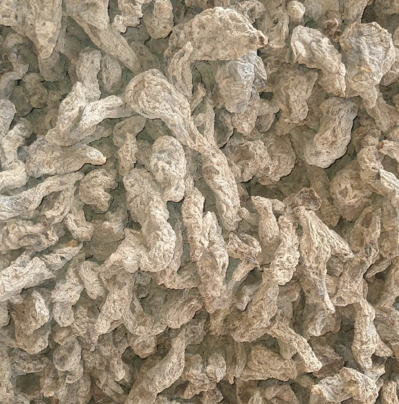 山西运城临猗干湿地黄大量供应中，欢迎有需要的前来选购