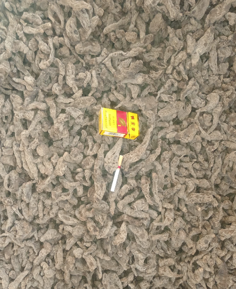 山西运城临猗干湿地黄大量供应中，欢迎有需要的前来选购