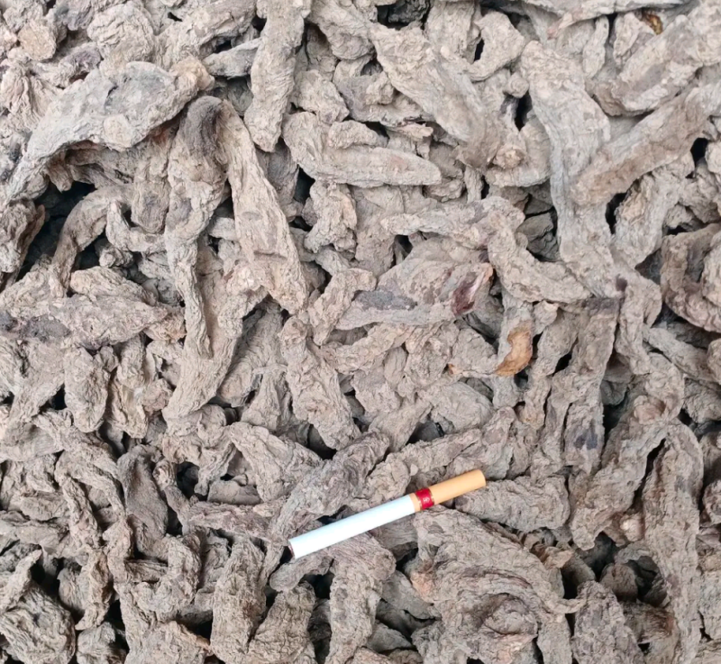 山西运城临猗干湿地黄大量供应中，欢迎有需要的前来选购