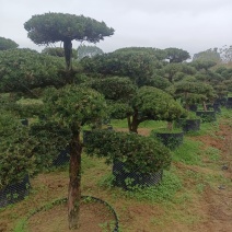 罗汉松盆景，罗汉松苗，雀舌罗汉松，珍珠罗汉松