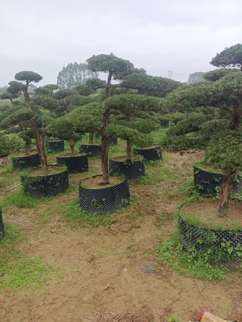 罗汉松盆景，罗汉松苗，雀舌罗汉松，珍珠罗汉松