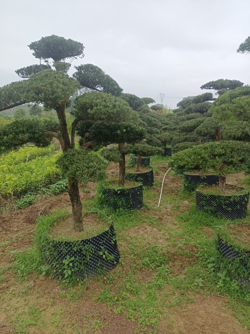 罗汉松盆景，罗汉松苗，雀舌罗汉松，珍珠罗汉松