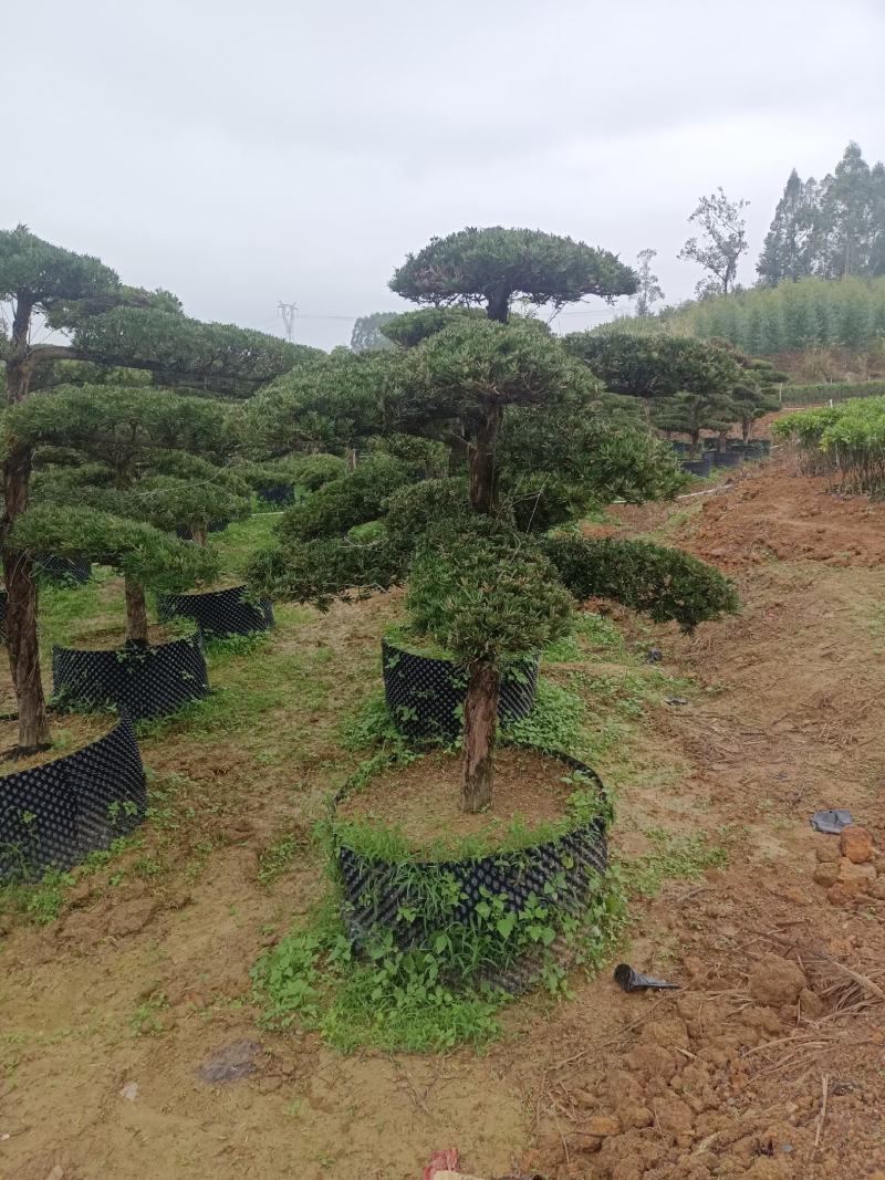 罗汉松盆景，罗汉松苗，雀舌罗汉松，珍珠罗汉松
