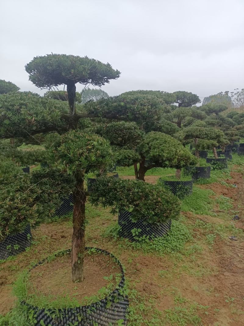 罗汉松盆景，罗汉松苗，雀舌罗汉松，珍珠罗汉松