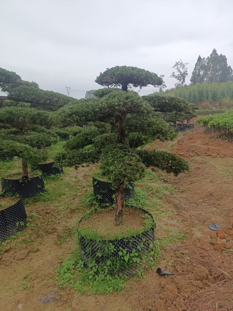 罗汉松盆景，罗汉松苗，雀舌罗汉松，珍珠罗汉松