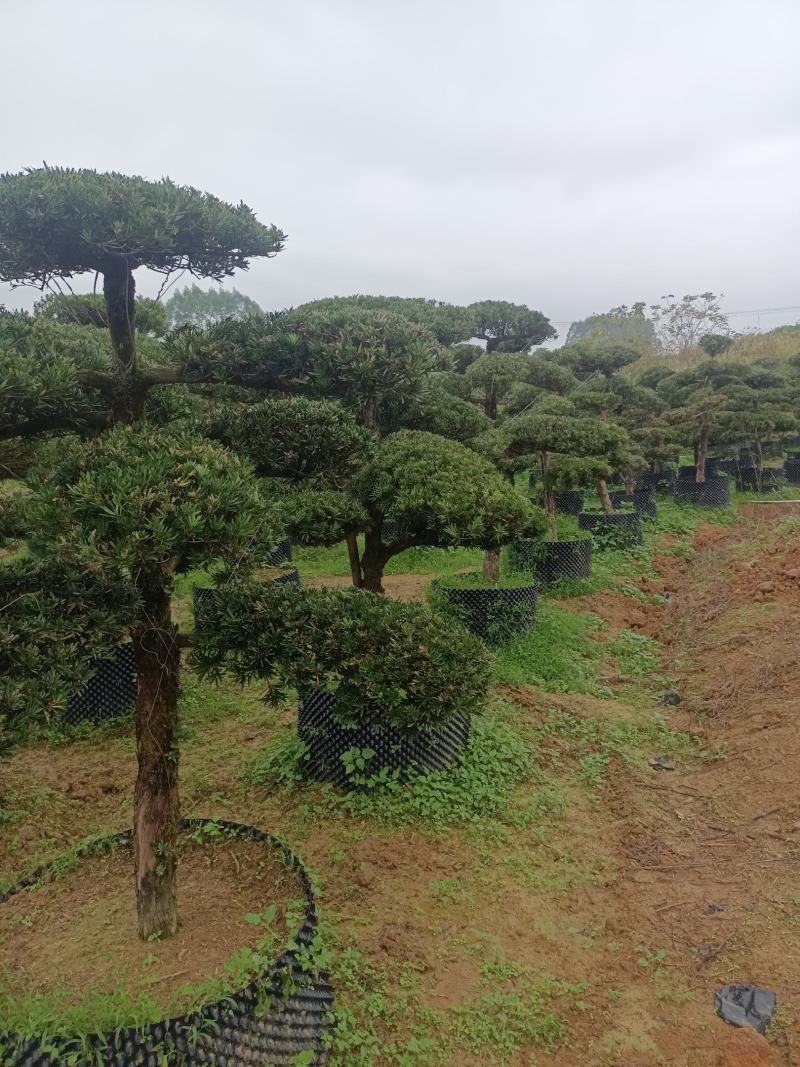 罗汉松盆景，罗汉松苗，雀舌罗汉松，珍珠罗汉松