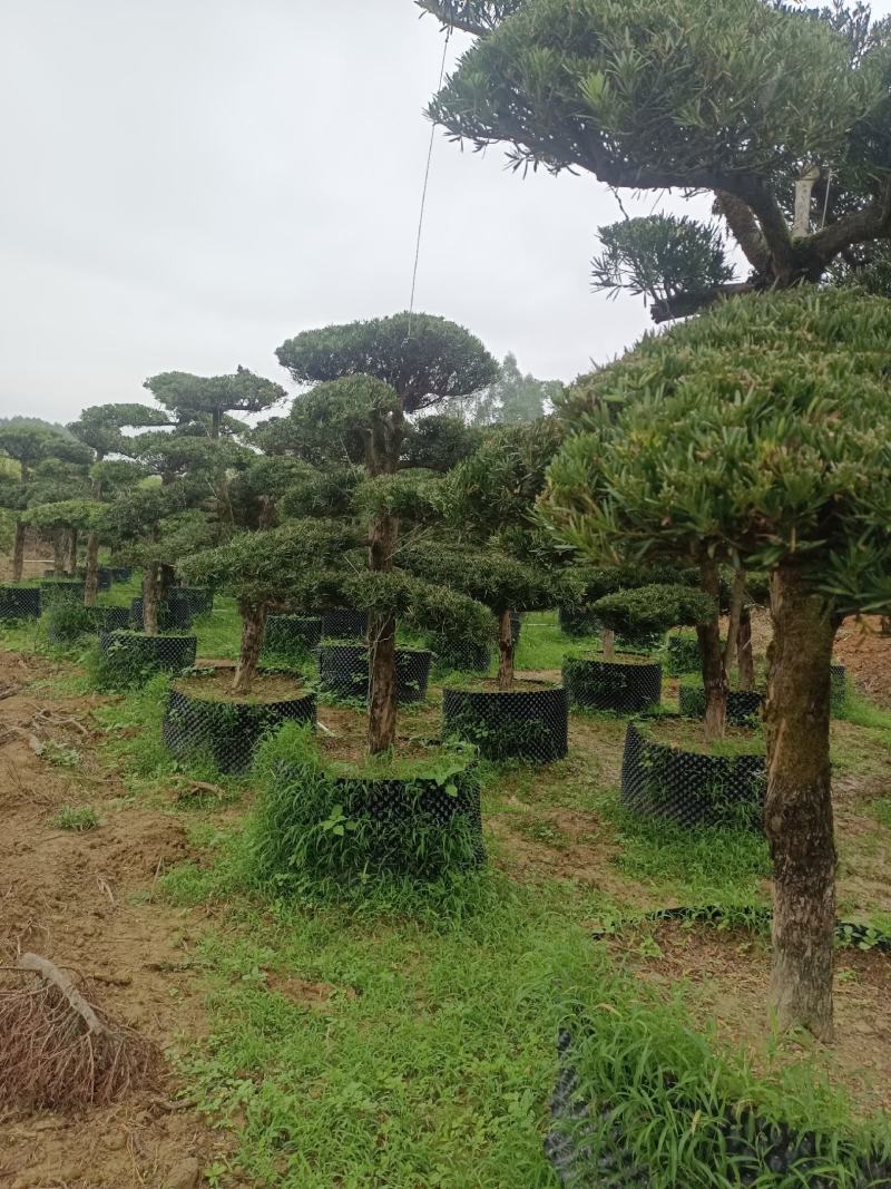 罗汉松盆景，罗汉松苗，雀舌罗汉松，珍珠罗汉松