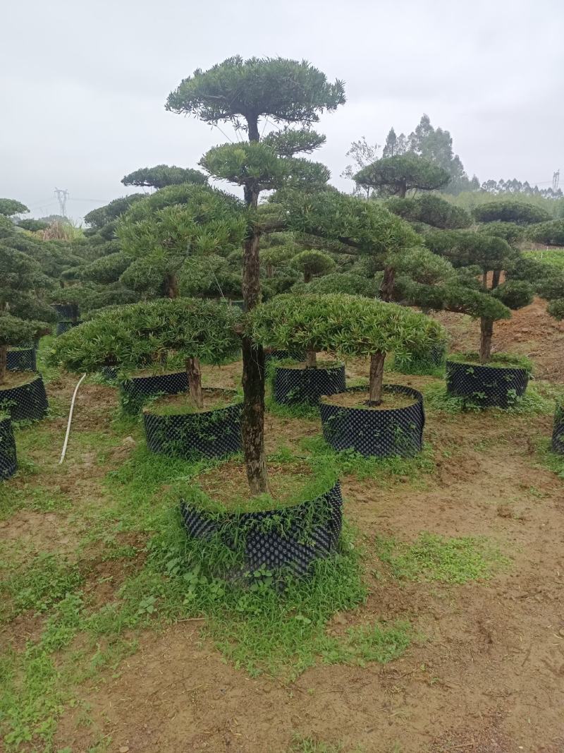罗汉松盆景，罗汉松苗，雀舌罗汉松，珍珠罗汉松