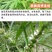 正宗野生益母草新货益母草茶中药泡茶泡脚调理姨妈中药草包邮