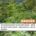 正宗野生益母草新货益母草茶中药泡茶泡脚调理姨妈中药草包邮