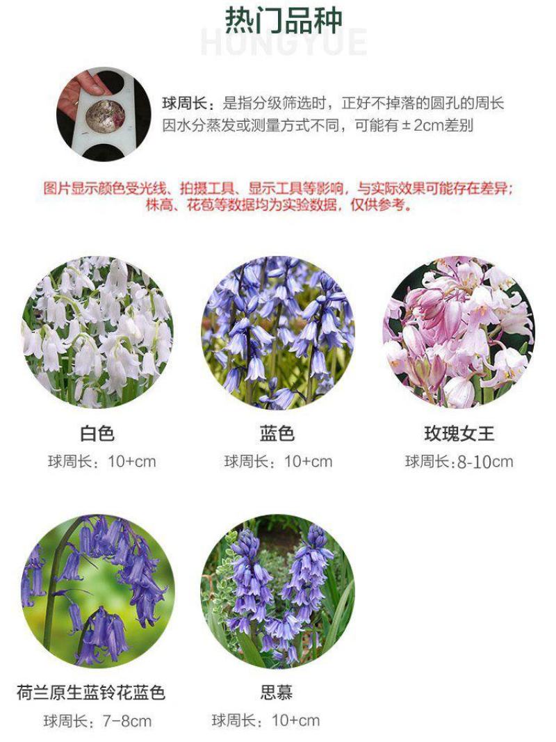 蓝铃花种球多年生四季花卉阳台庭院好养多年生球根花卉种子