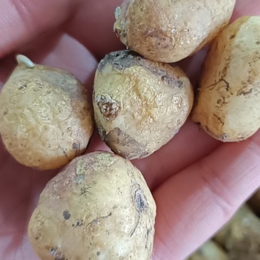 蓝铃花种球多年生四季花卉阳台庭院好养多年生球根花卉种子