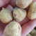 蓝铃花种球多年生四季花卉阳台庭院好养多年生球根花卉种子