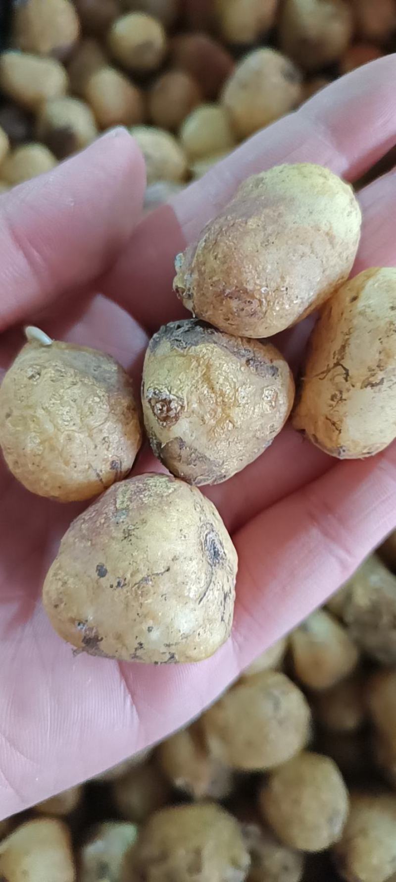 蓝铃花种球多年生四季花卉阳台庭院好养多年生球根花卉种子