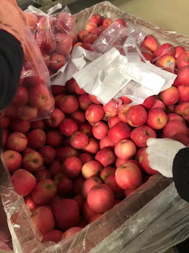 山东精品红富士苹果大量供货中产地直供量大从优欢迎致电