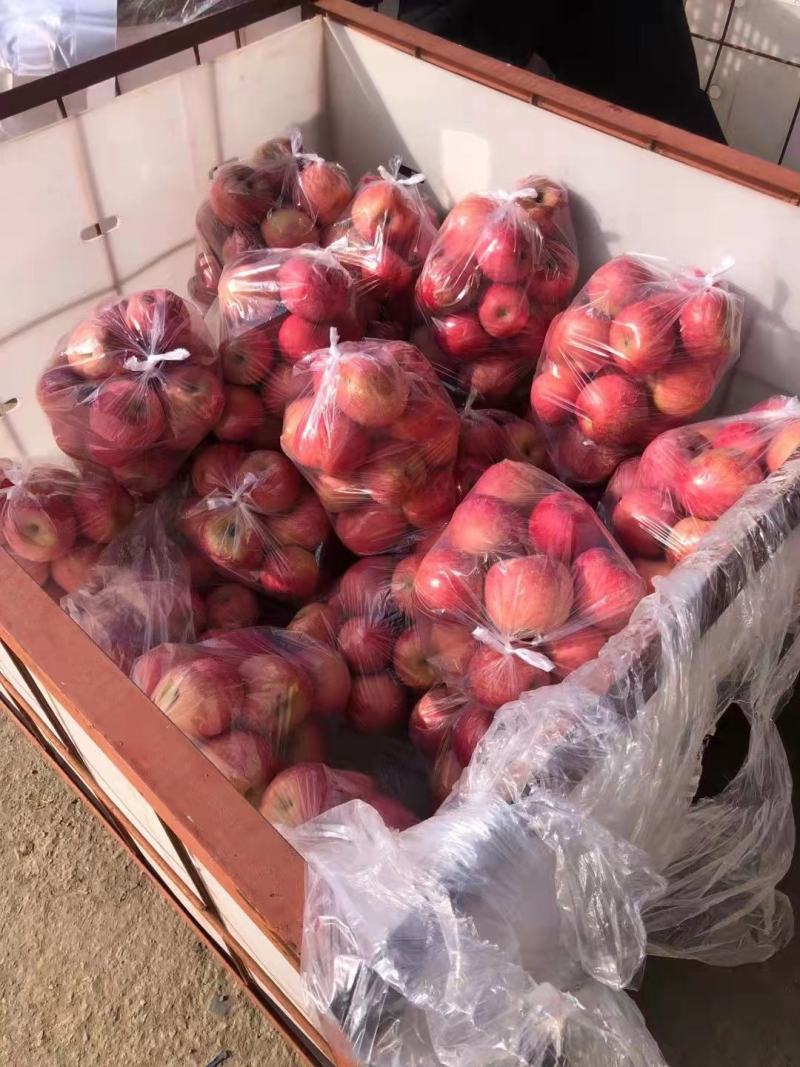 山东精品红富士苹果大量供货中产地直供量大从优欢迎致电