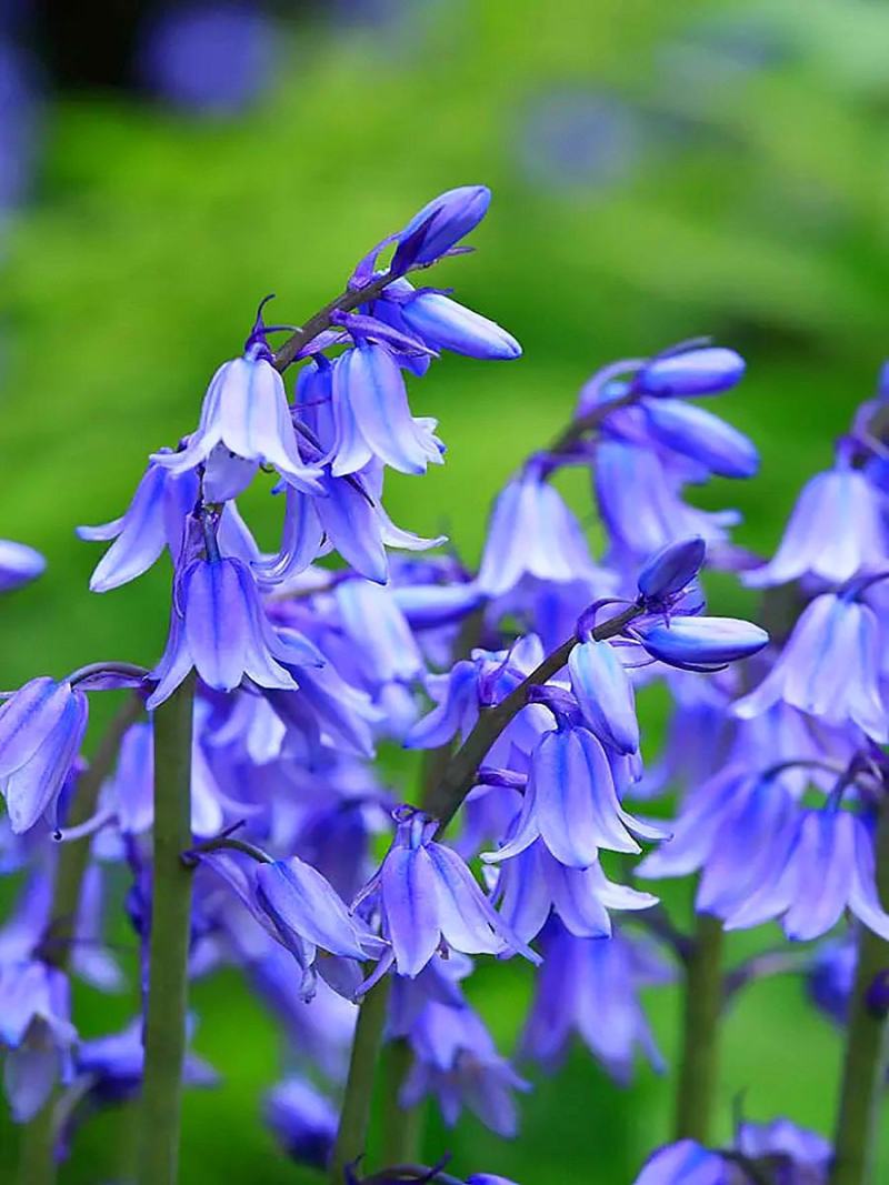 进口蓝铃花种球多年生花卉种球蓝色风信子耐寒耐阴花卉种球