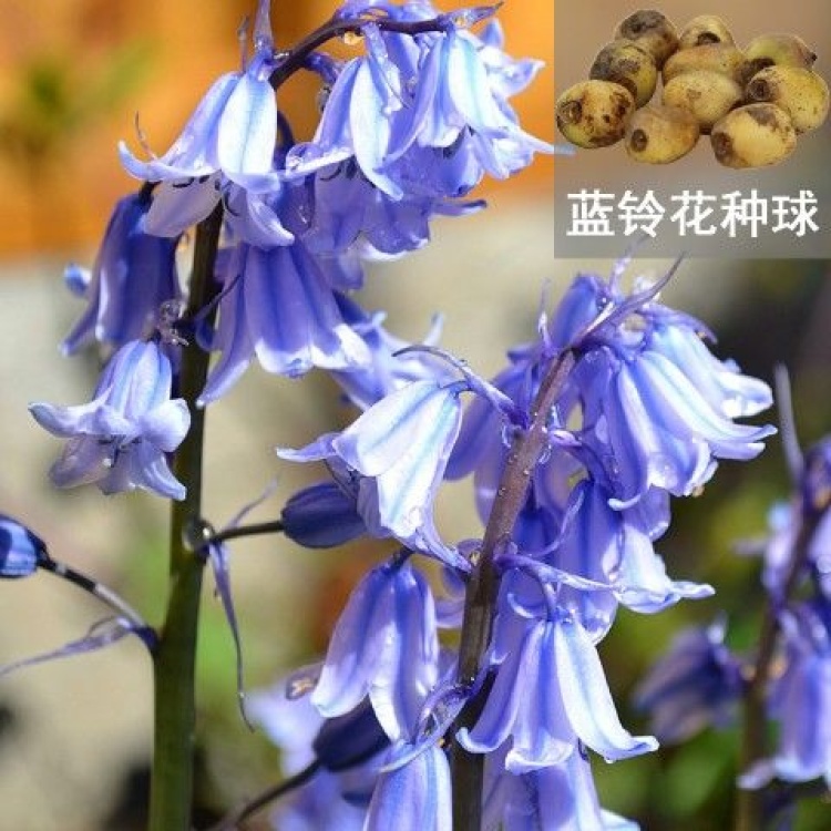 风信子种球批发]进口蓝铃花种球多年生花卉种球蓝色风信子耐寒耐