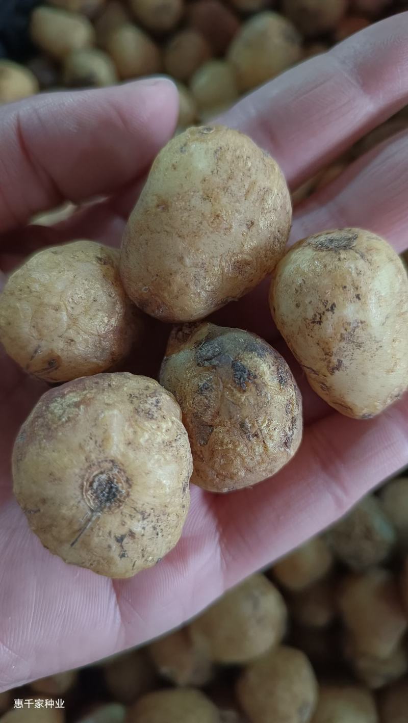 进口蓝铃花种球多年生花卉种球蓝色风信子耐寒耐阴花卉种球