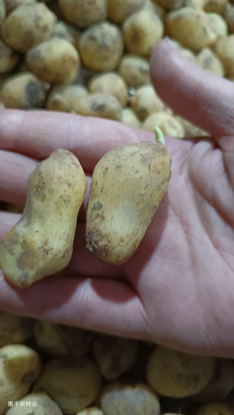进口蓝铃花种球多年生花卉种球蓝色风信子耐寒耐阴花卉种球