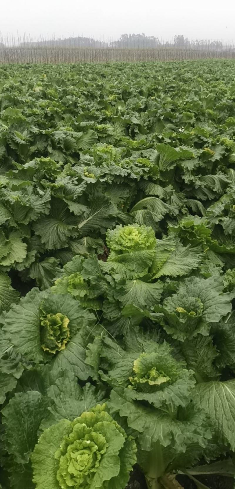 广西横县，竹筒白菜大量现货当天现摘产地直发货源充足