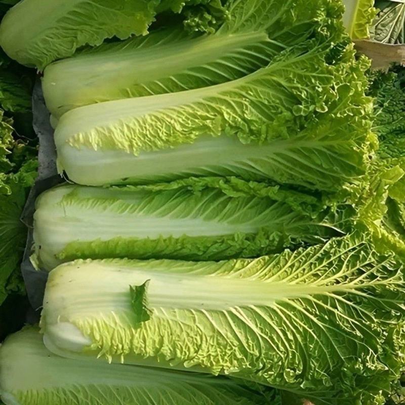 广西横县，竹筒白菜大量现货当天现摘产地直发货源充足