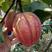 梨树苗：奥红一号全红梨，早酥红梨，玉露香，晚秋，新梨7高